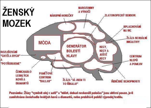 Ženský VS mužský mozog