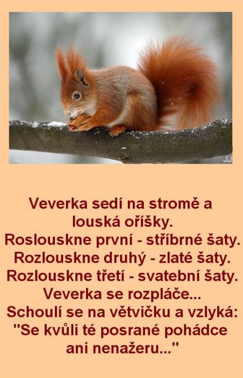 Veverička a rozprávkové oriešky